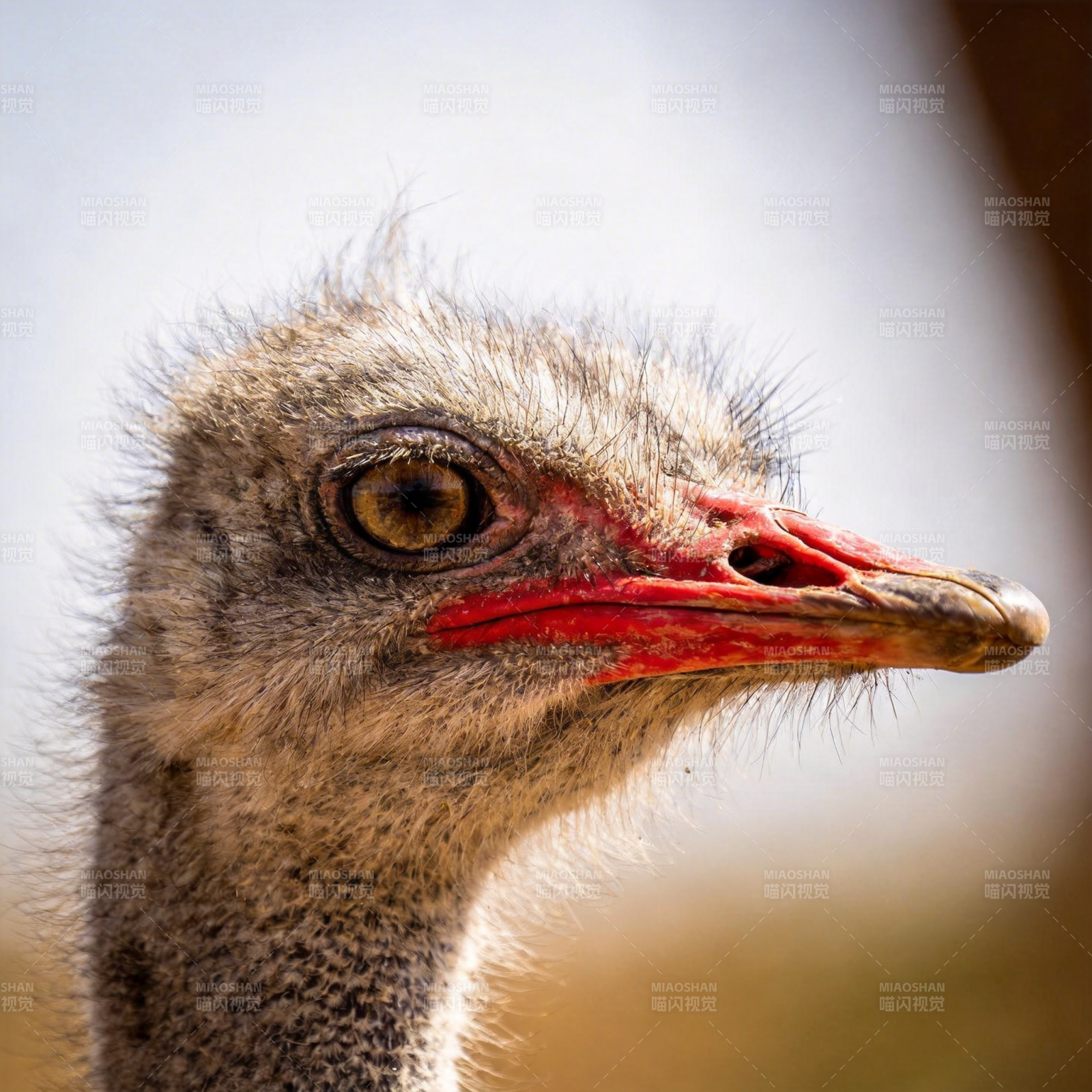 鸵鸟特写图片