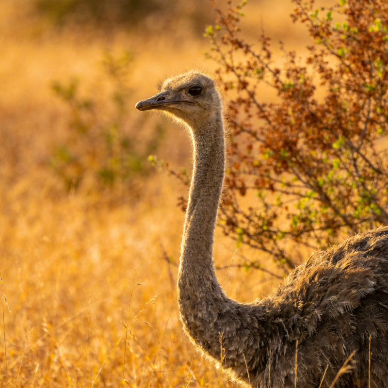 鸵鸟草原侧影图片