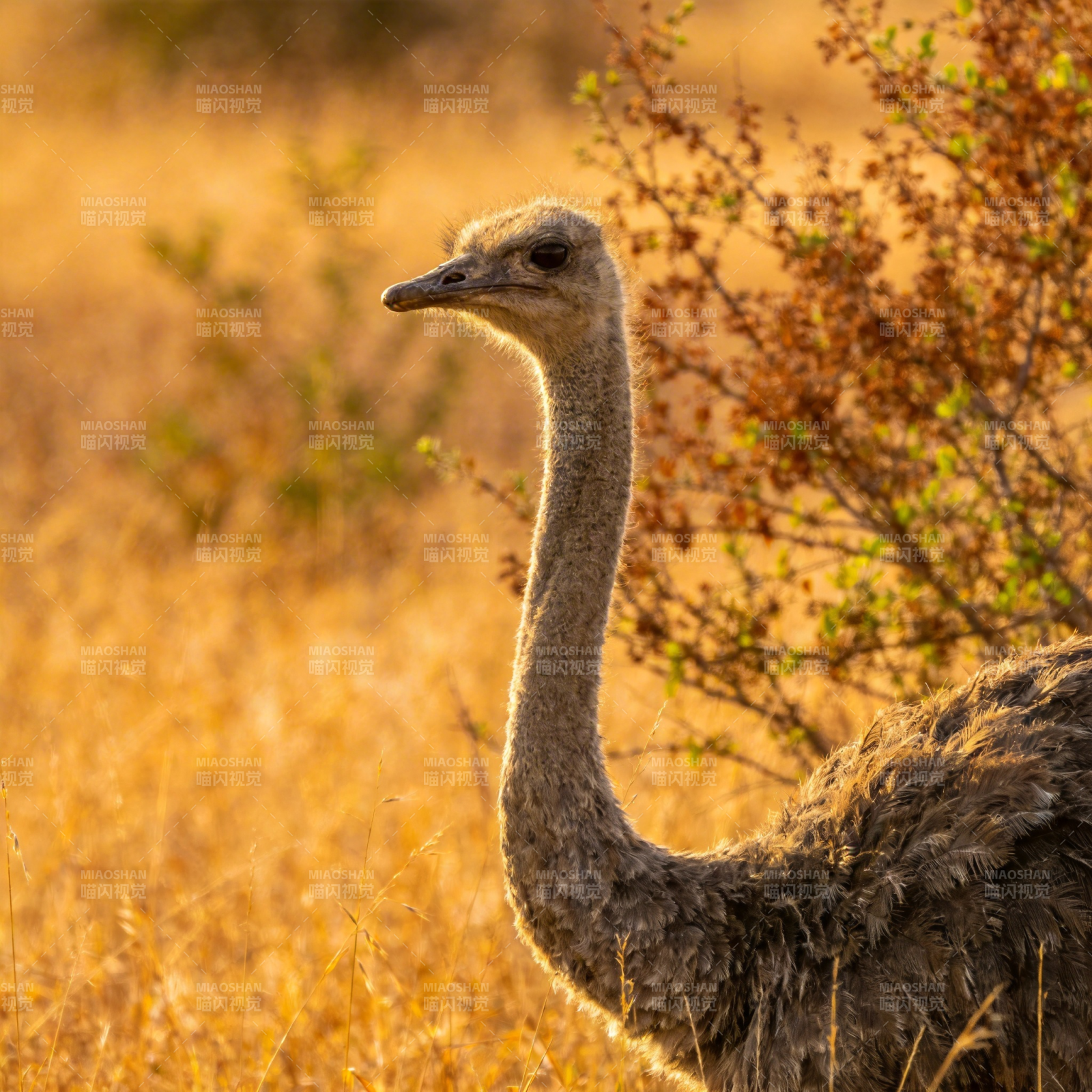 鸵鸟草原侧影图片