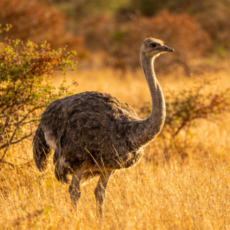 草原上的鸵鸟图片