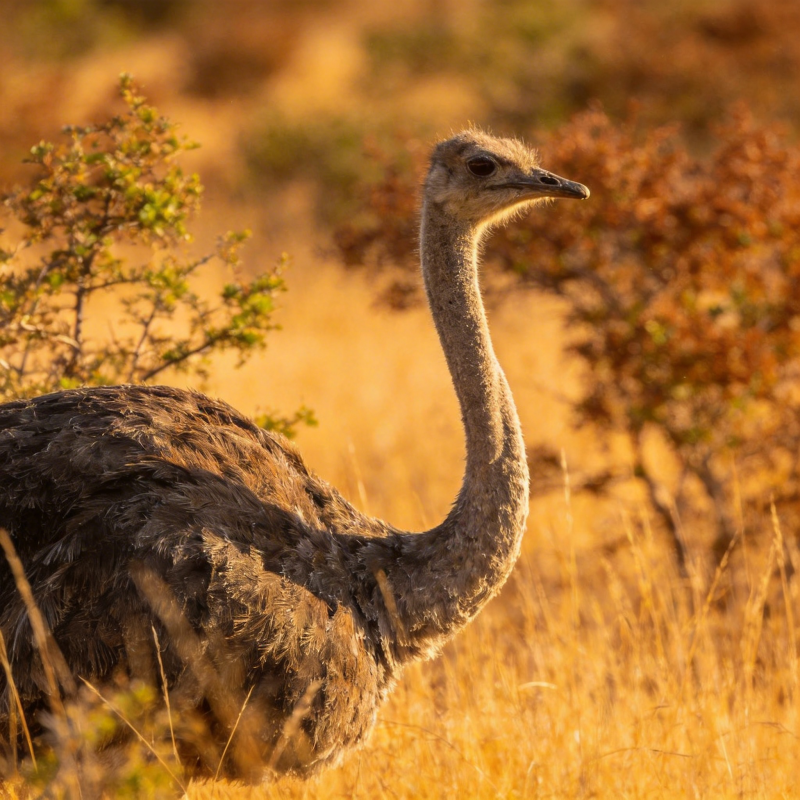 鸵鸟草原剪影图片