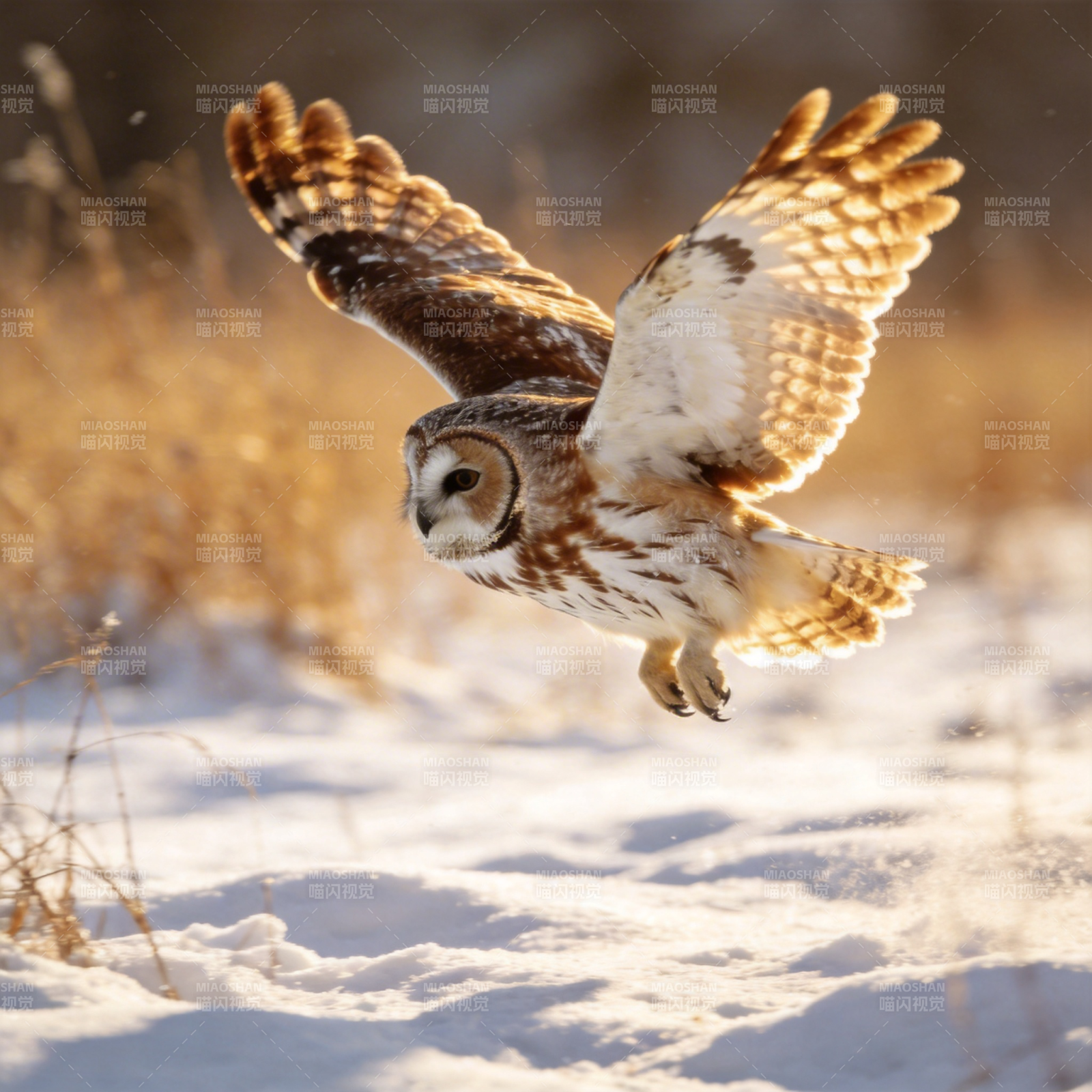 雪地飞 owl图片