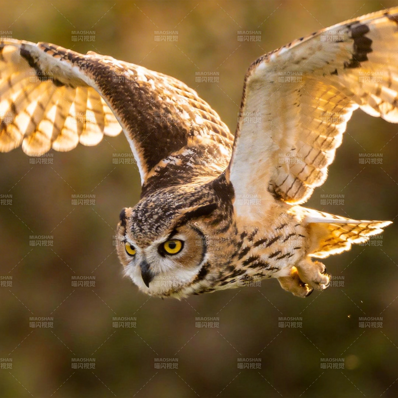 翱翔的猫头鹰图片