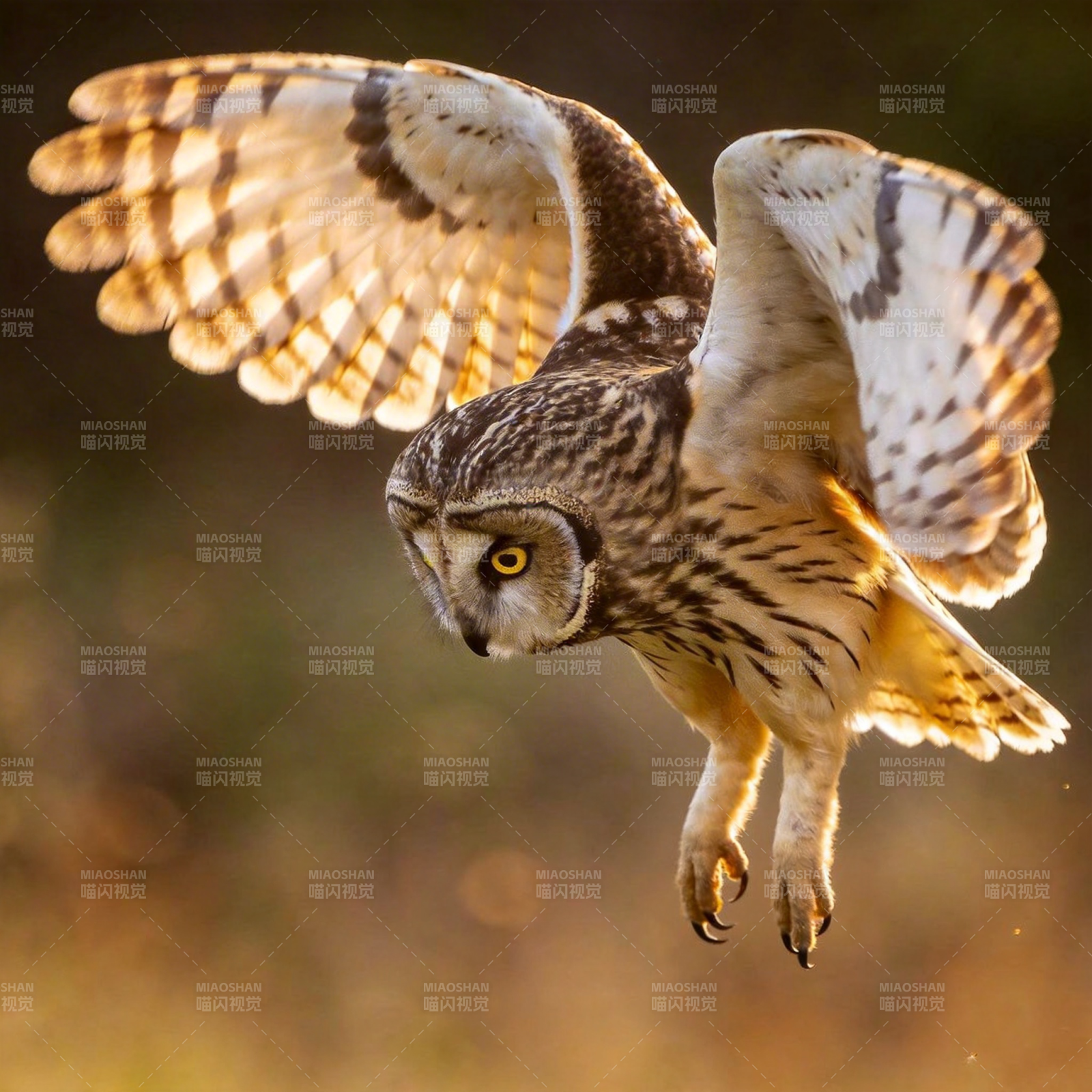 短耳鸮翱翔瞬间图片