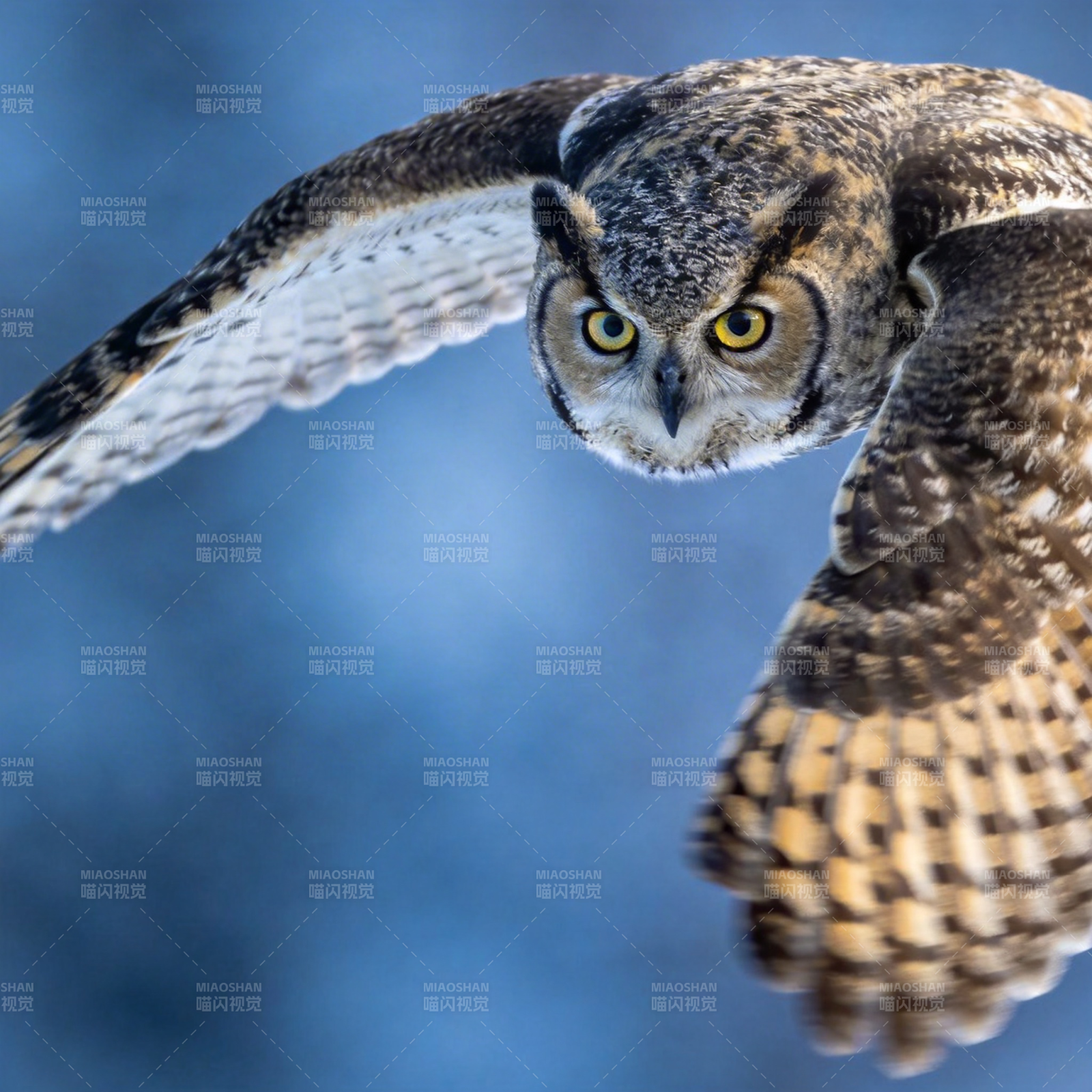 翱翔的猫头鹰图片