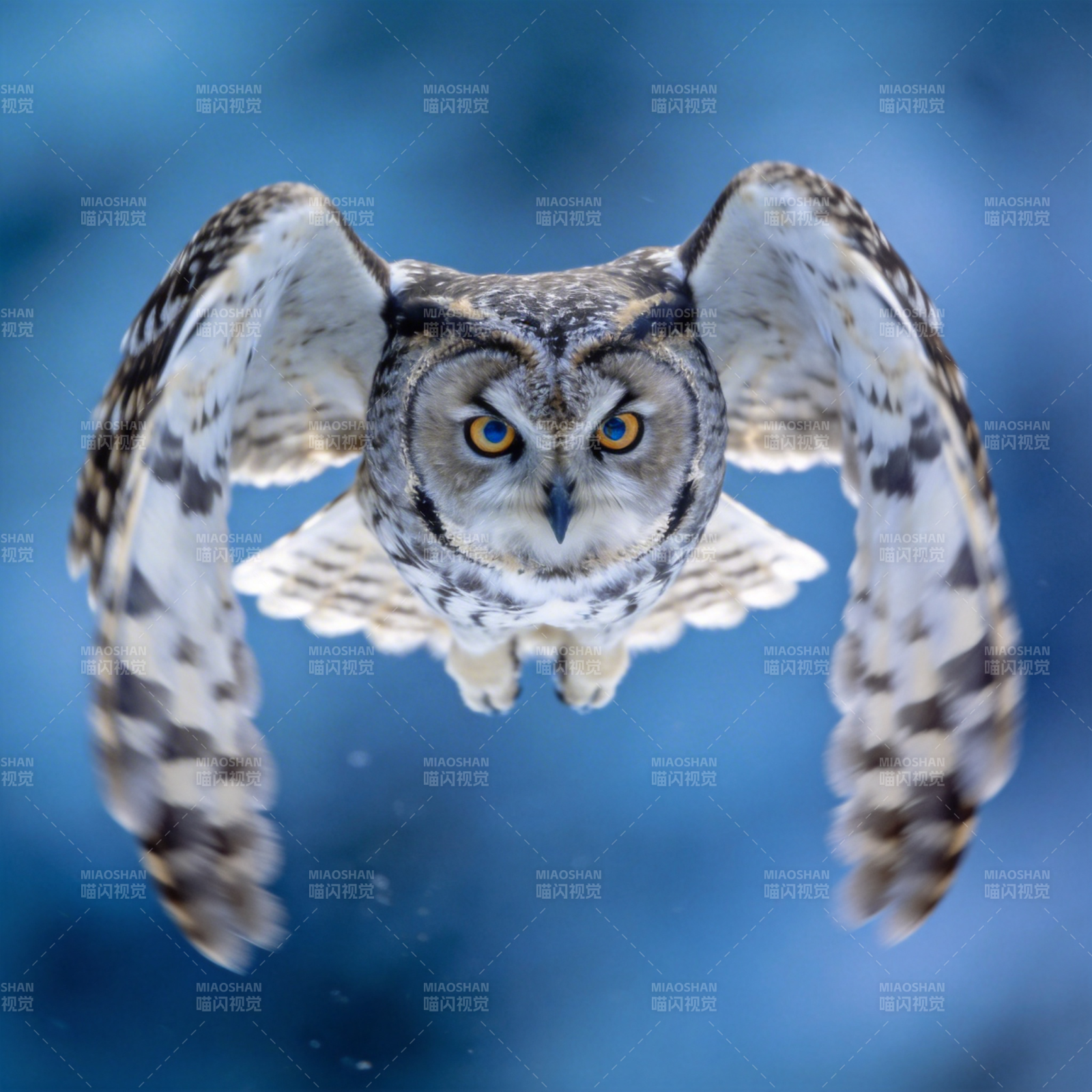 翱翔的猫头鹰图片