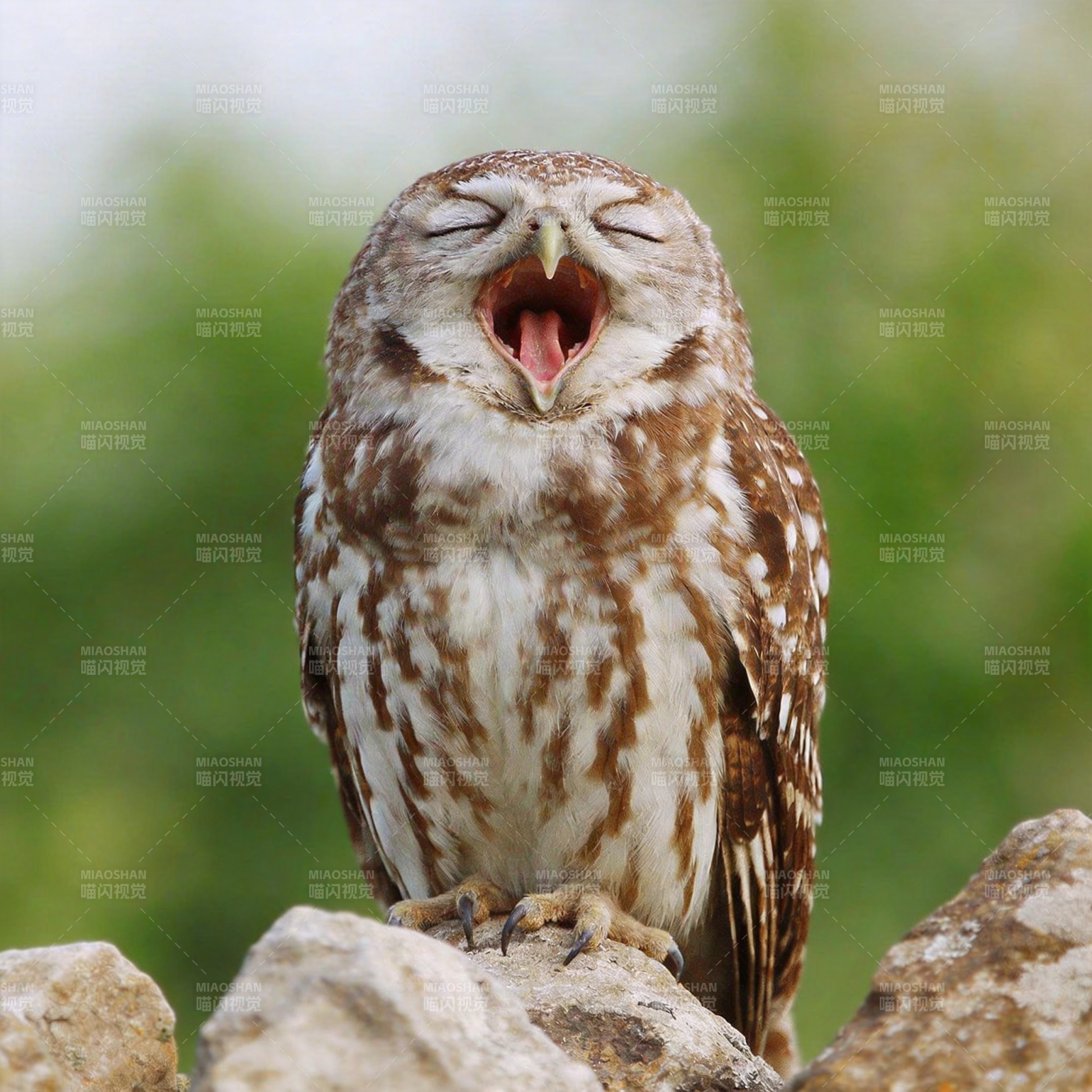 小猫头鹰打哈欠图片