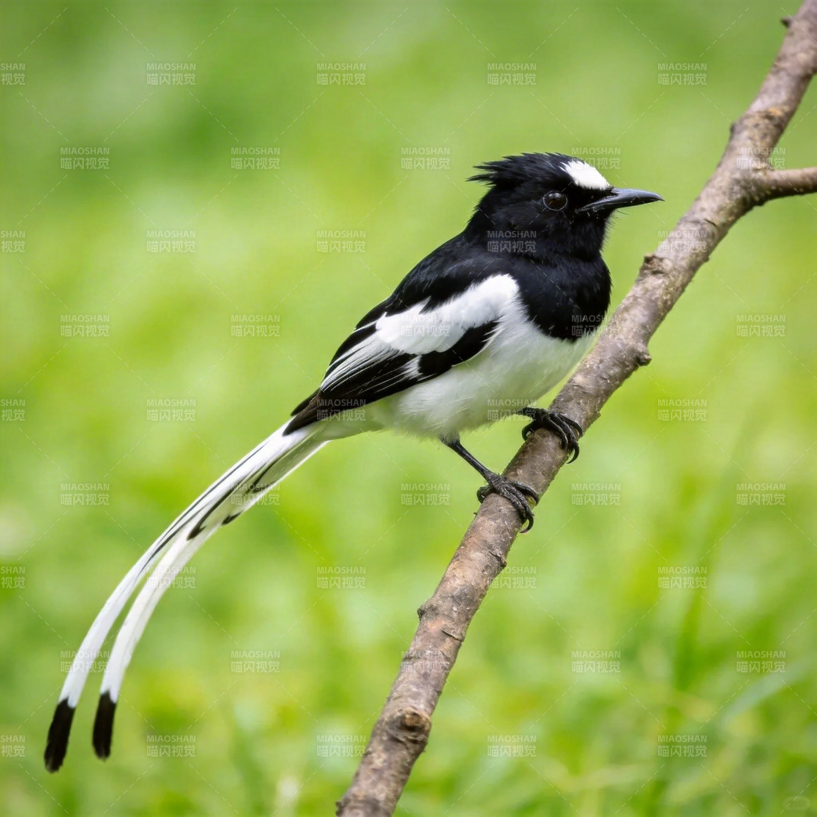 黑白长尾鸟栖枝图片