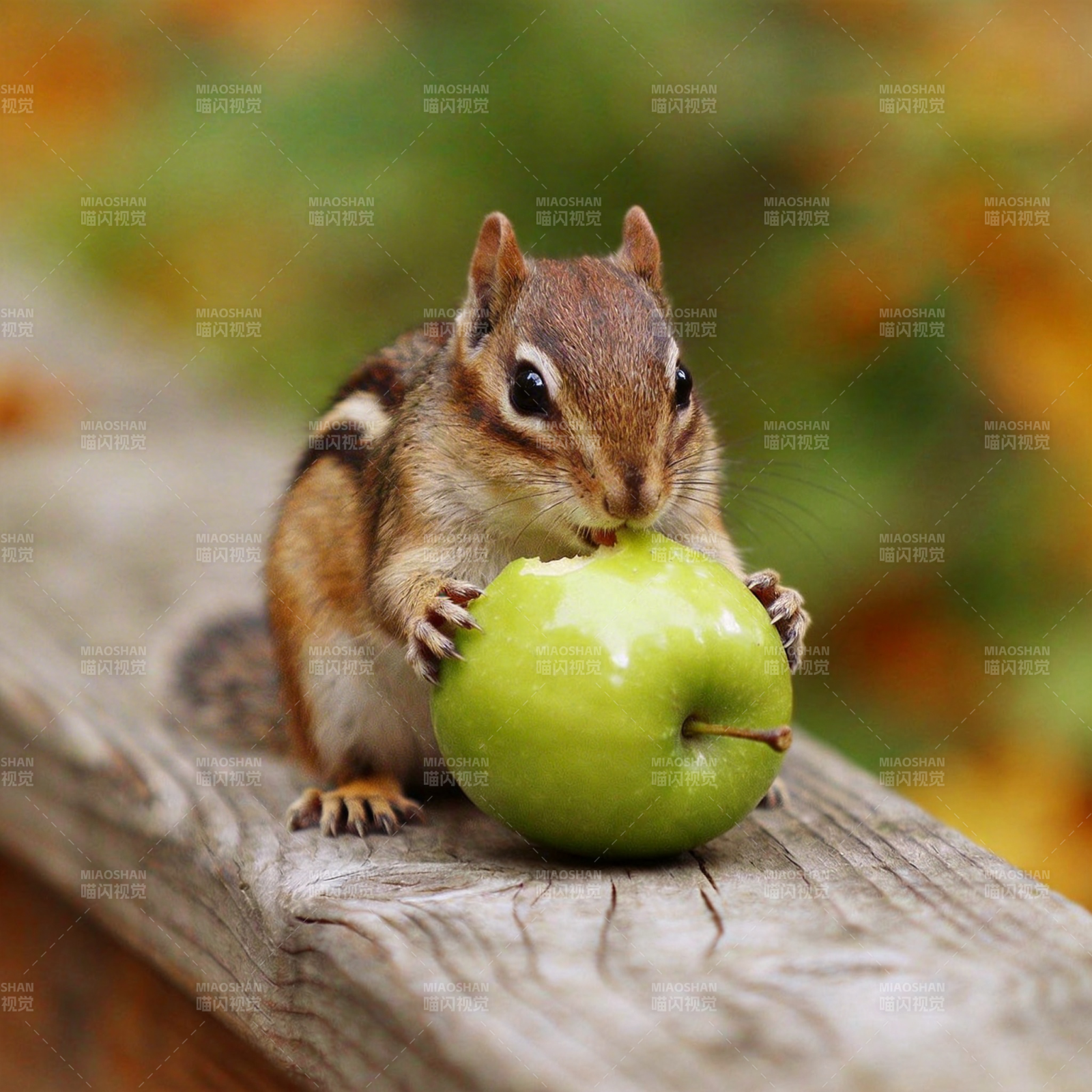 松鼠啃苹果图片