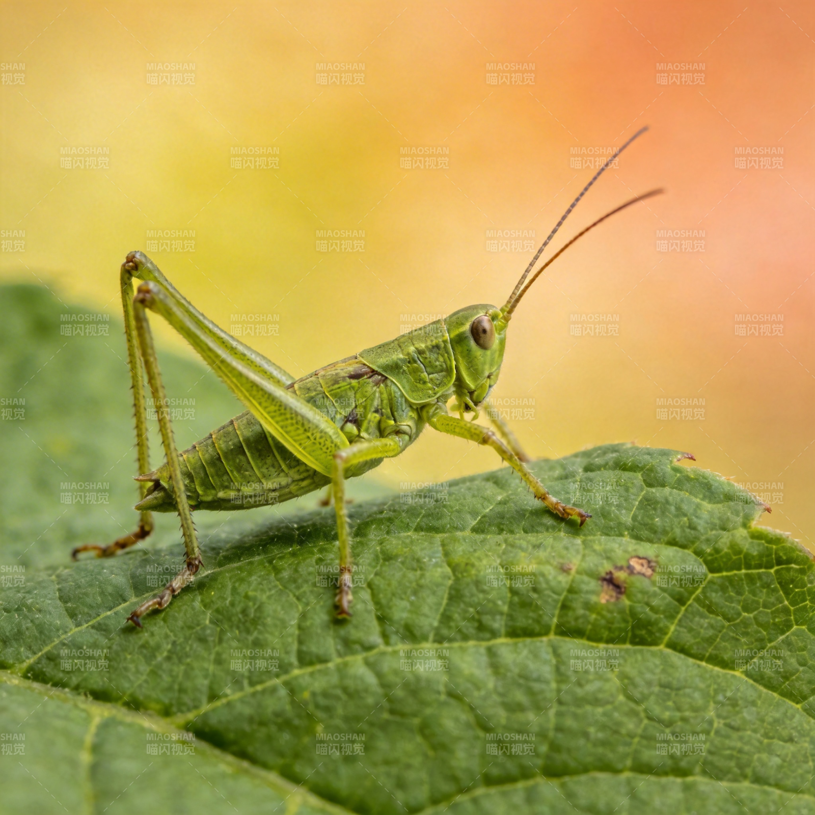 绿蚂蚱栖叶上图片