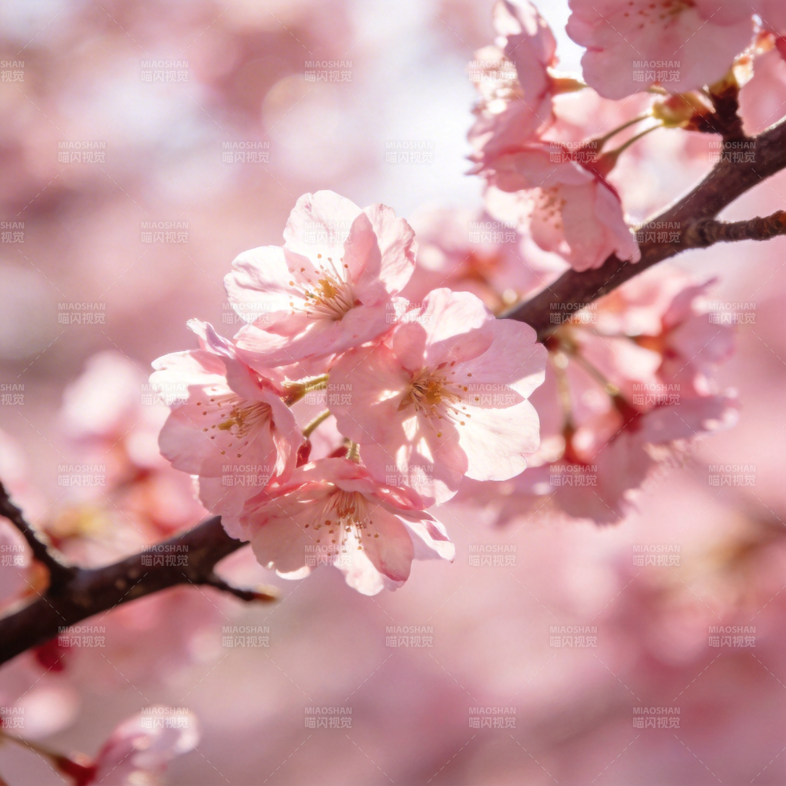 樱花绽放春意浓图片