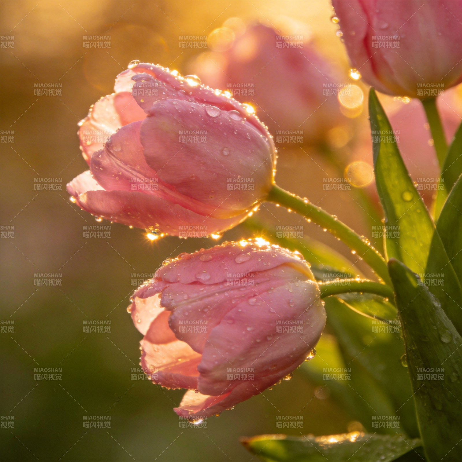 晨露映粉郁金香图片