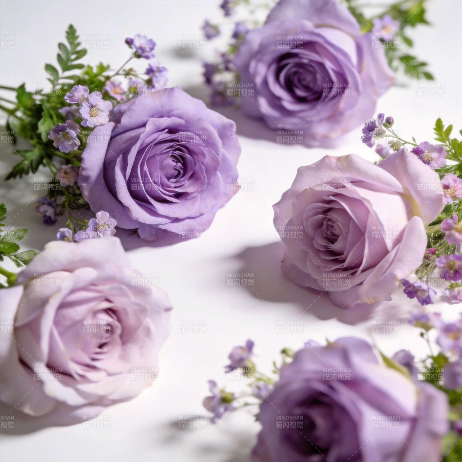 紫玫瑰绽放图片