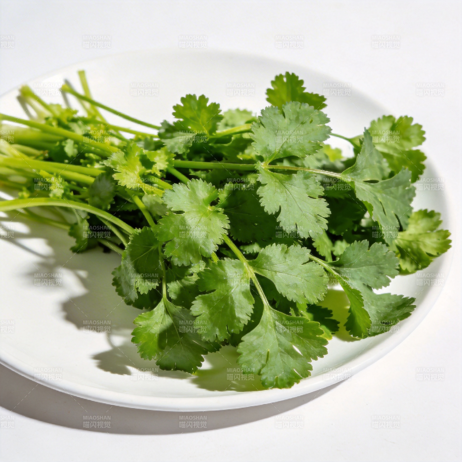 新鲜香菜特写图片