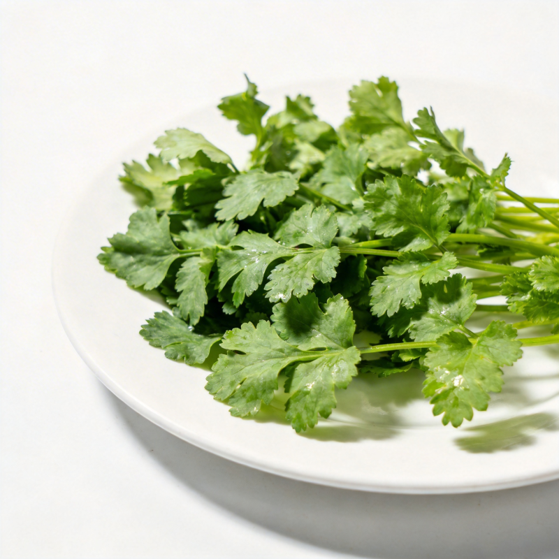 新鲜香菜特写图片