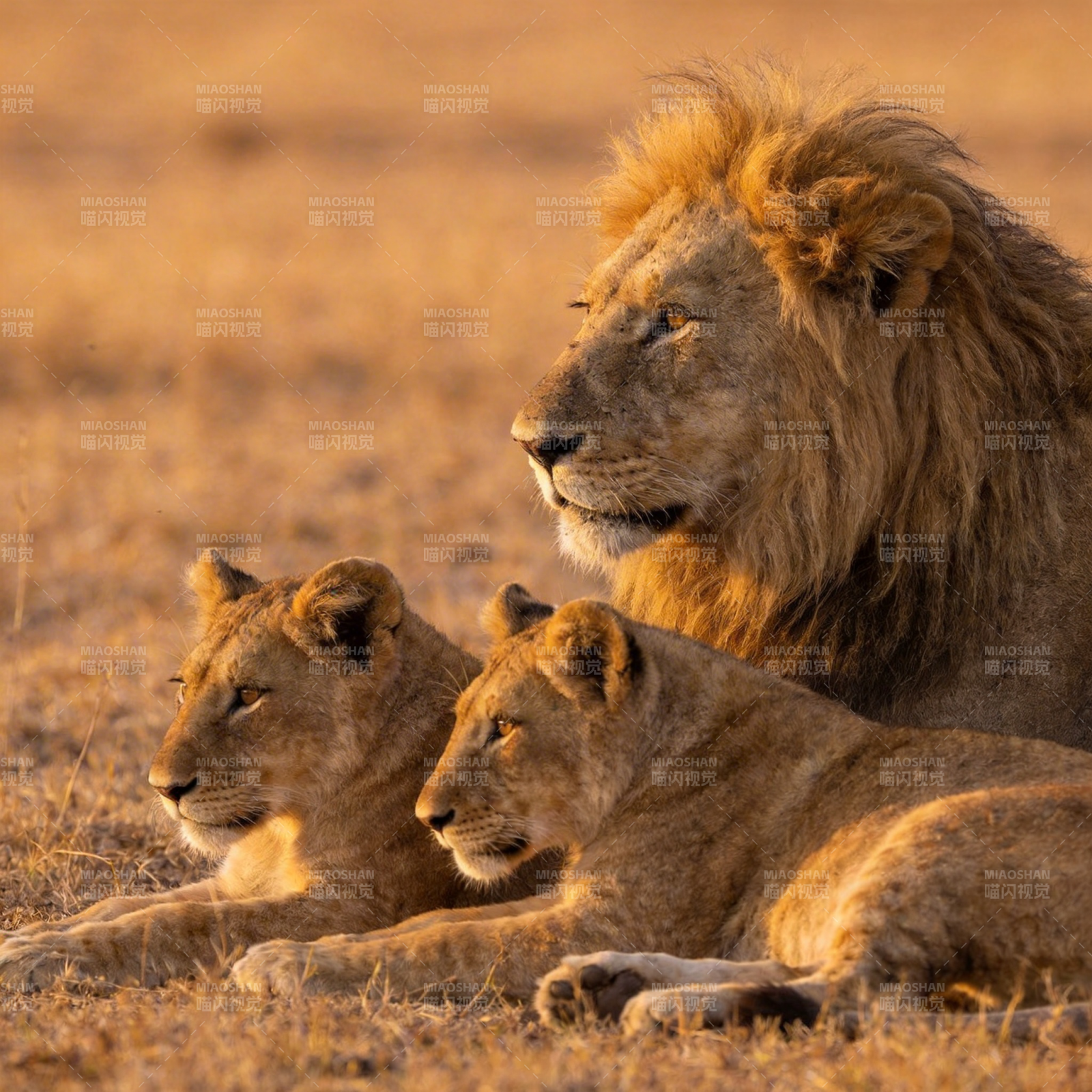 狮群静卧草原图片