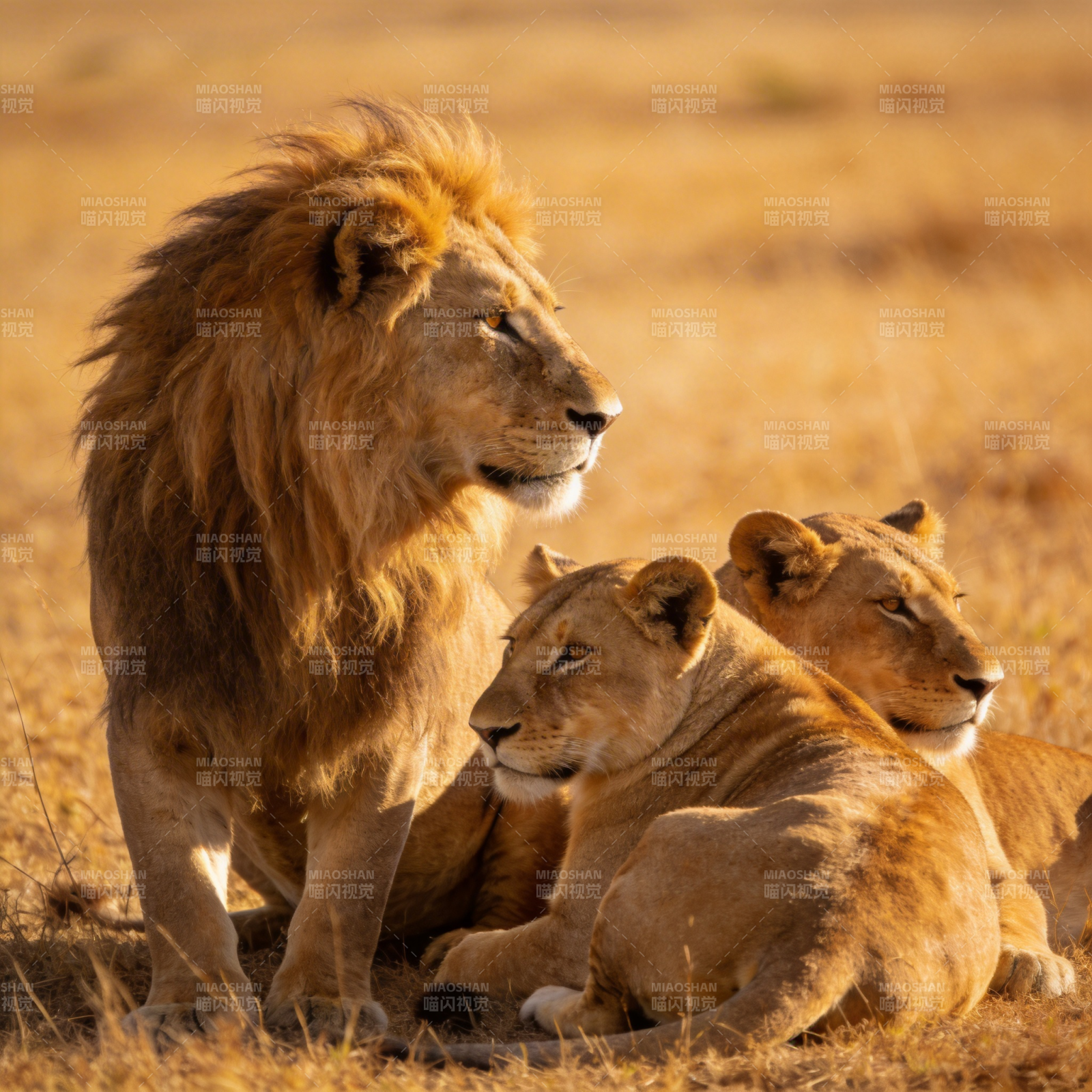 狮群静息草原图片