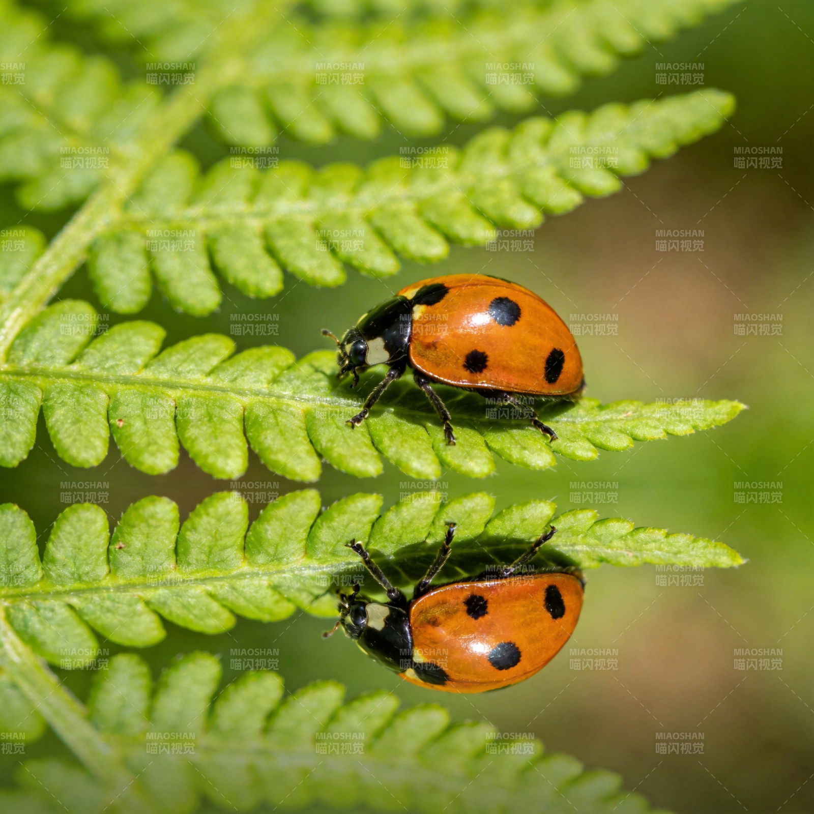 瓢虫栖息绿叶上图片