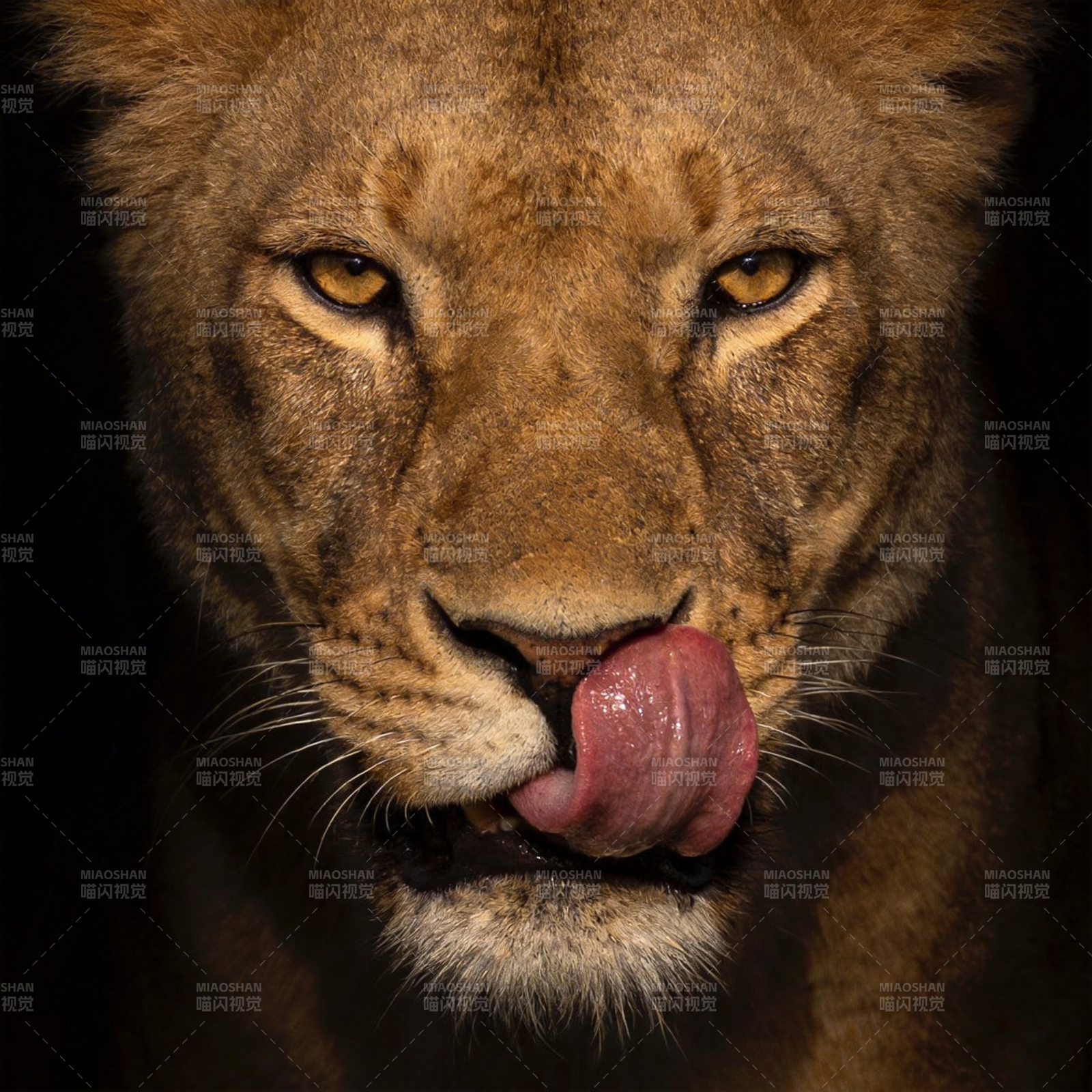 狮子舔唇特写图片