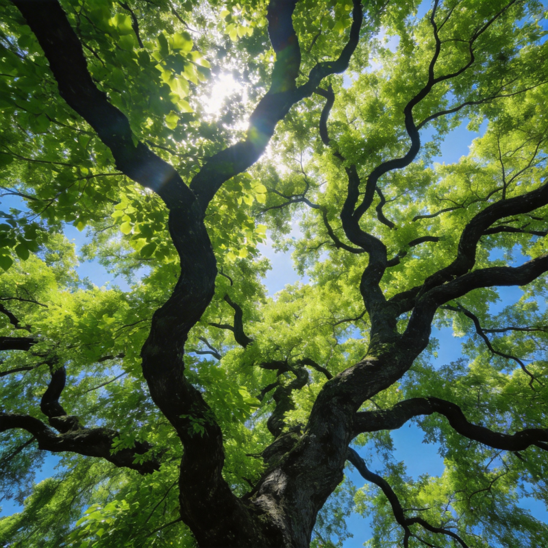 树冠下的阳光图片