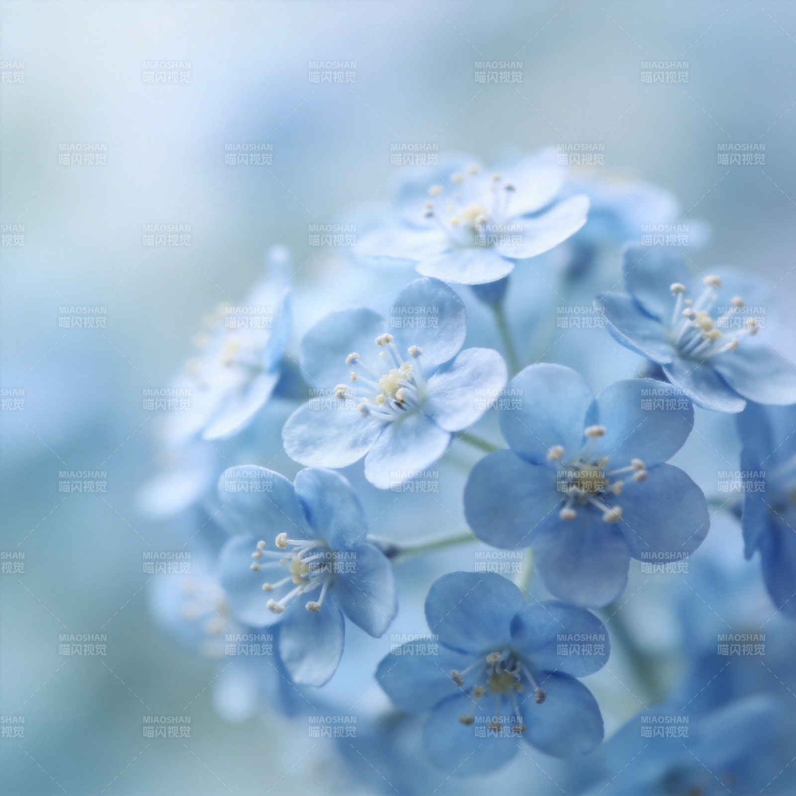 淡蓝小花绽放图片