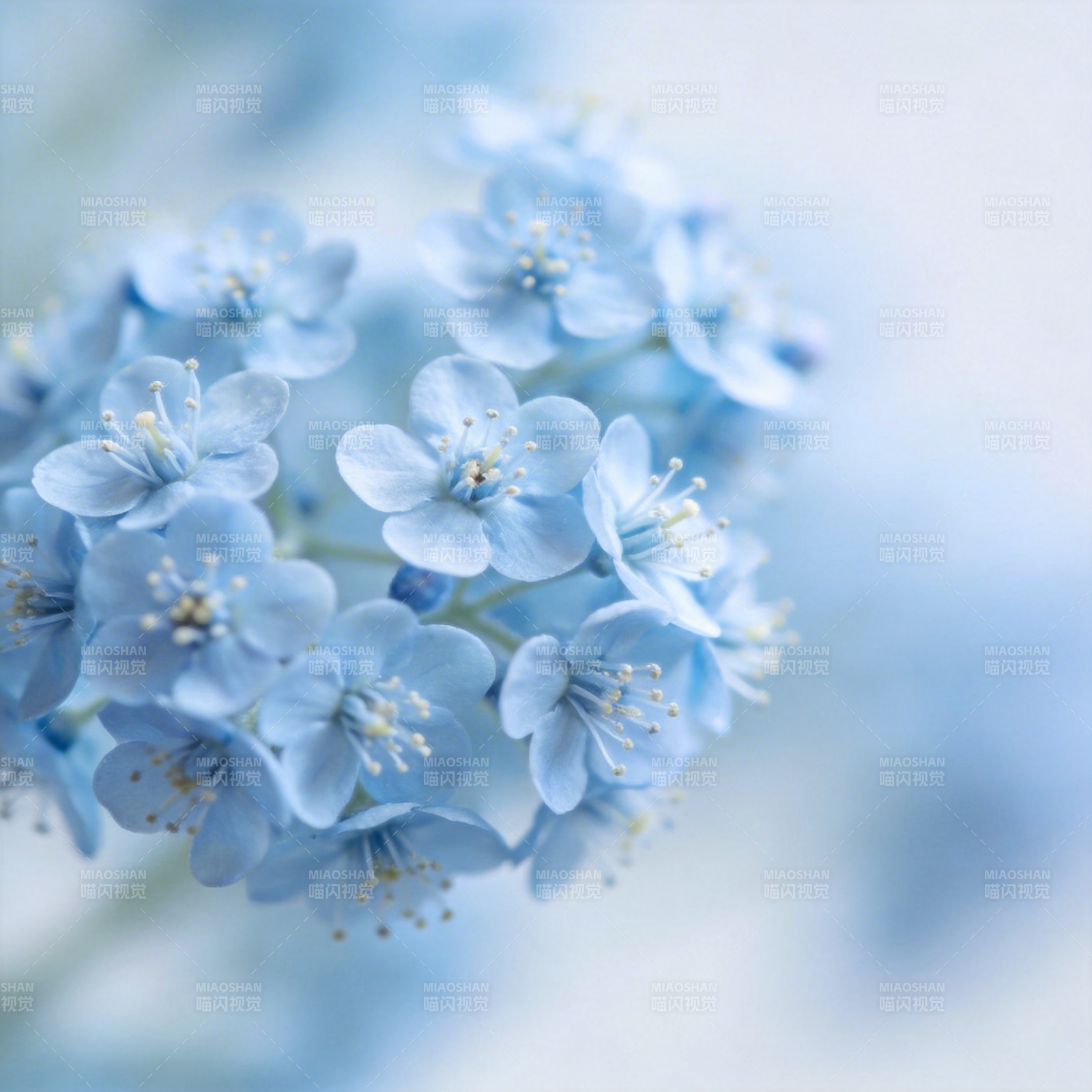 淡蓝小花绽放图片