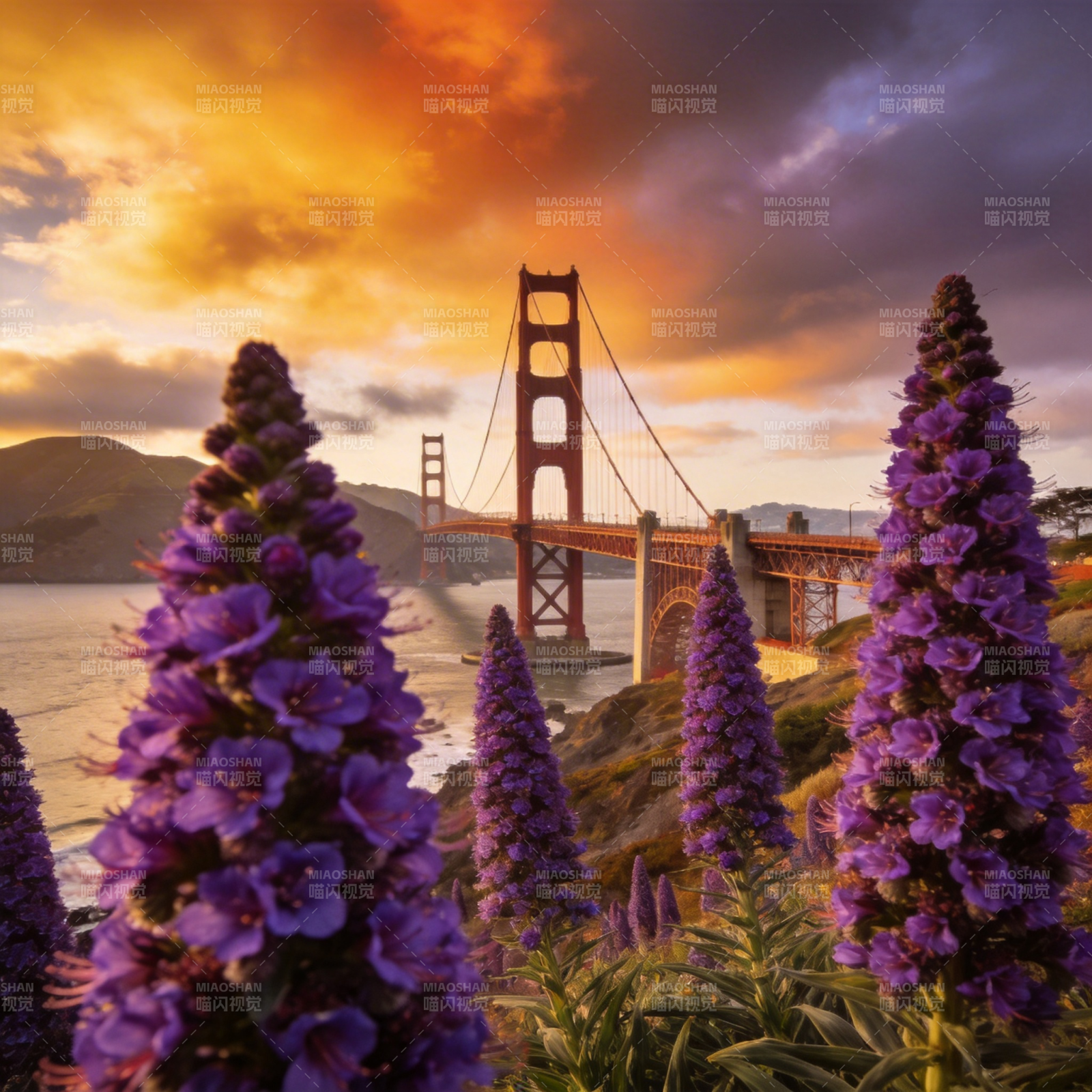金门桥花海日落图片
