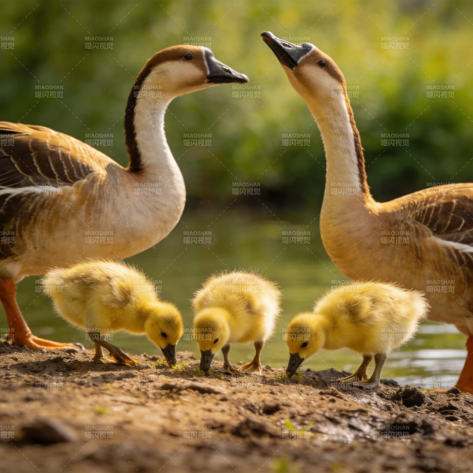 鹅群觅食图图片