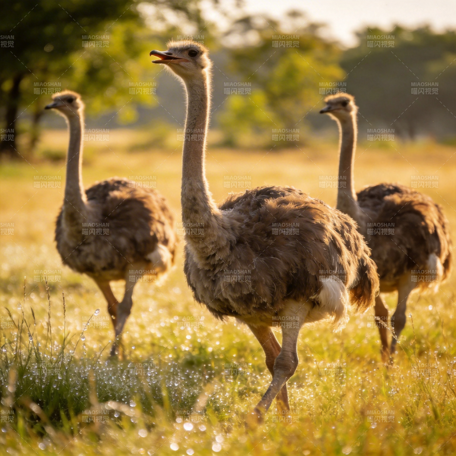 鸵鸟草原行图片