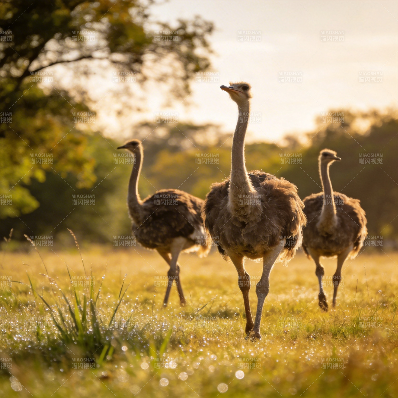三只鸵鸟草原奔跑图片
