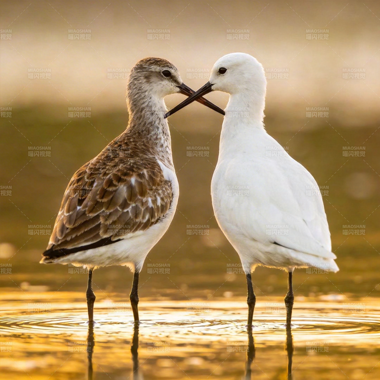 双鸟相依 情意绵绵图片