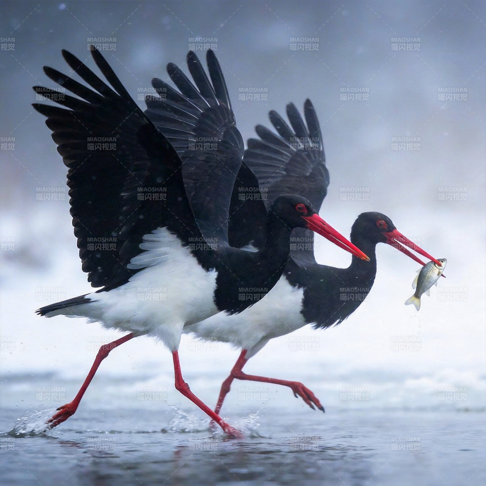 黑鹳捕鱼瞬间图片