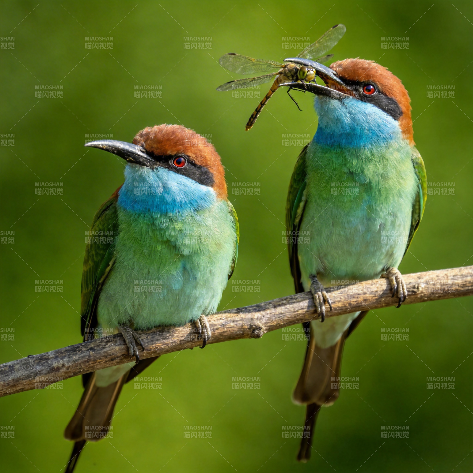 蜂虎捕食蜻蜓图片