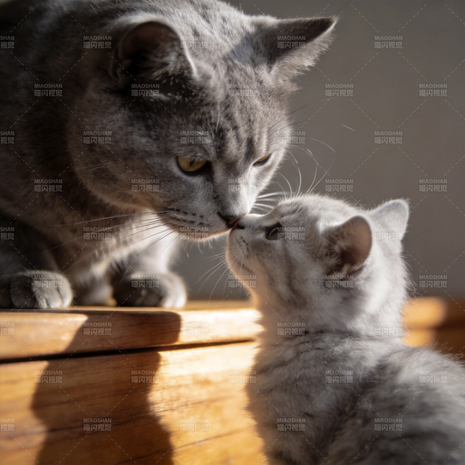 母猫亲吻小猫图片