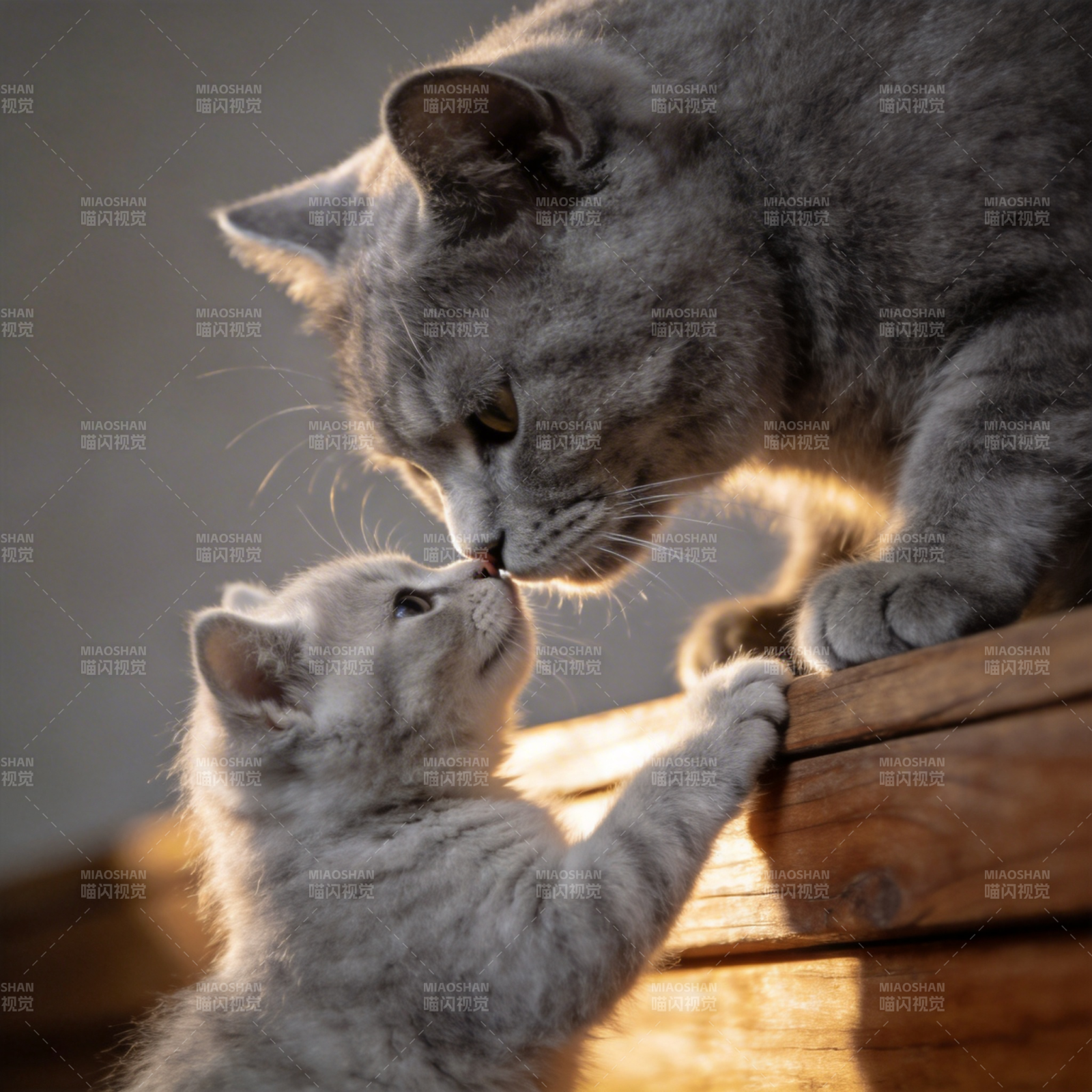 母猫亲吻小猫图片