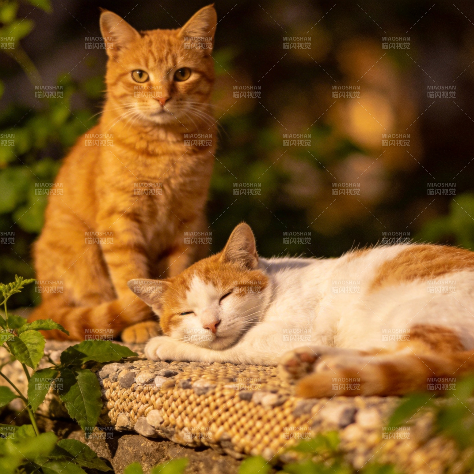 双猫静憩时光图片