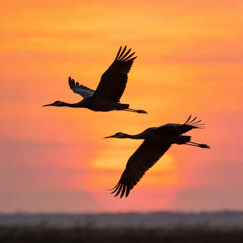 双鹤凌空 霞光映影图片