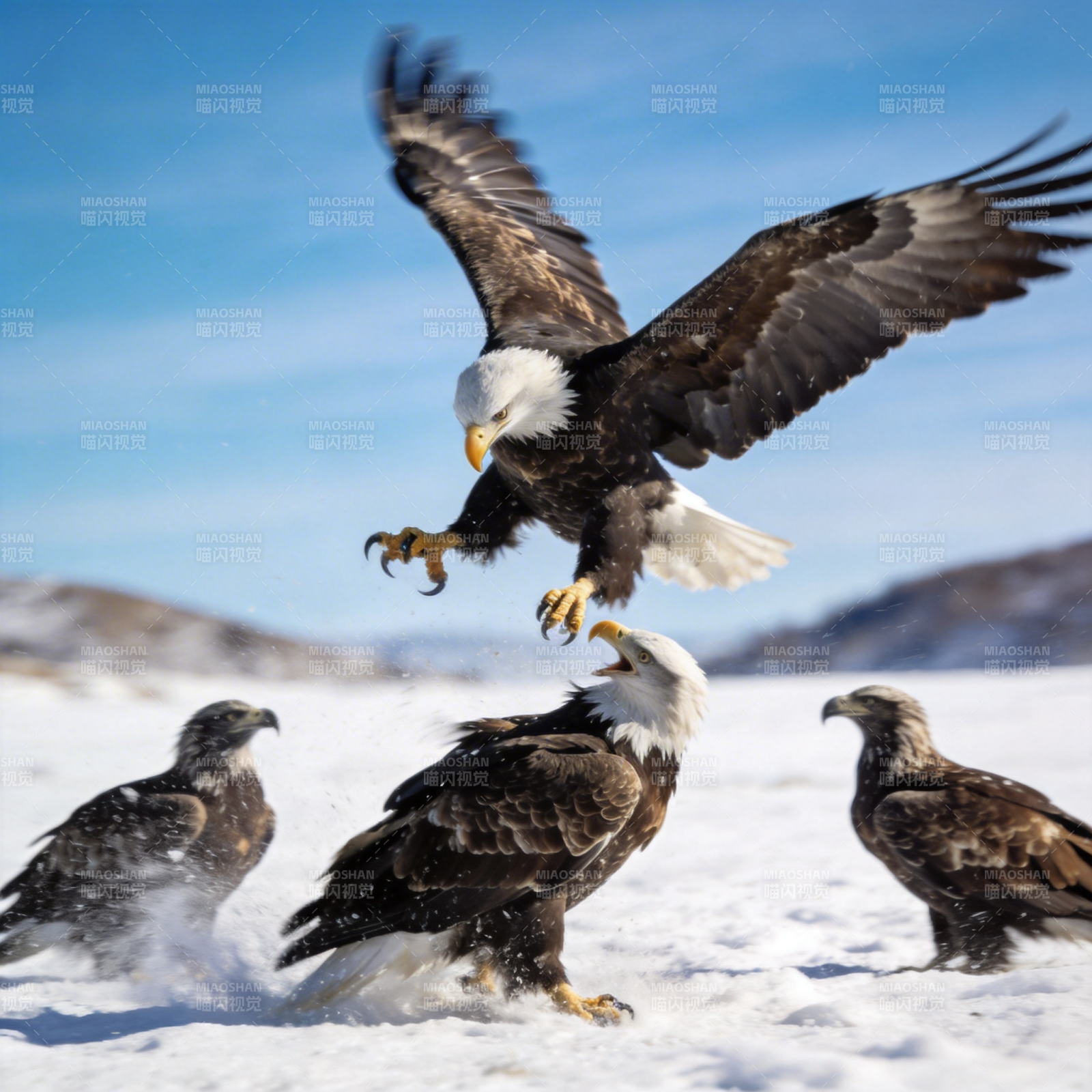 雪地鹰群争食图片
