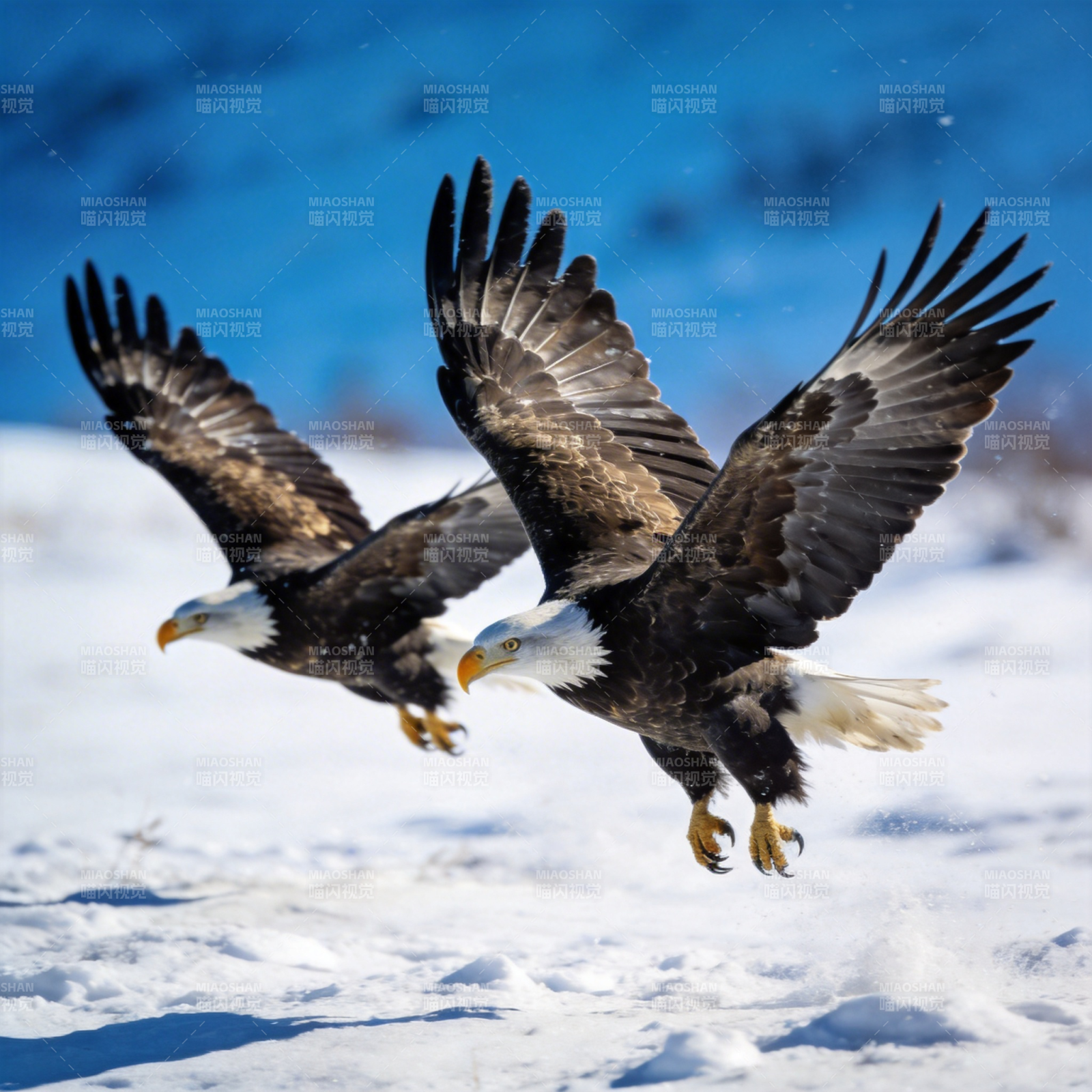 双鹰雪地翱翔图片