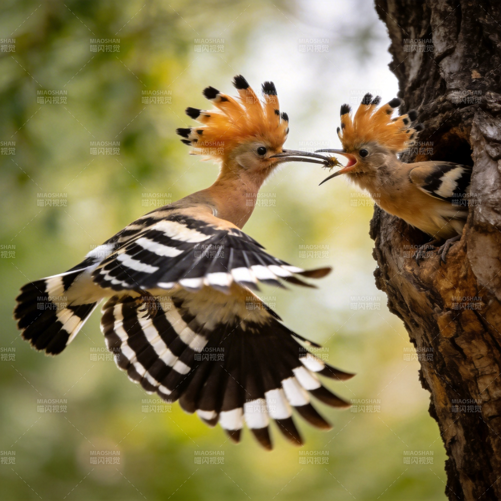 戴胜鸟喂食幼鸟图片