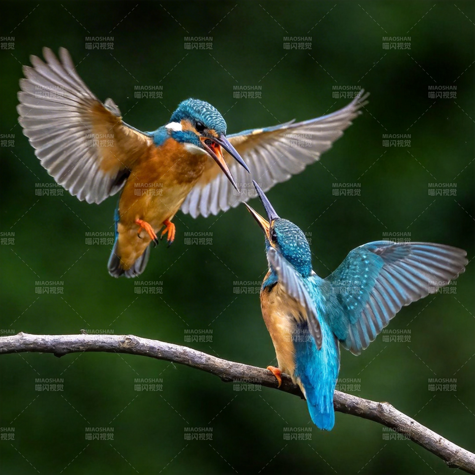 翠鸟嬉戏枝头图片