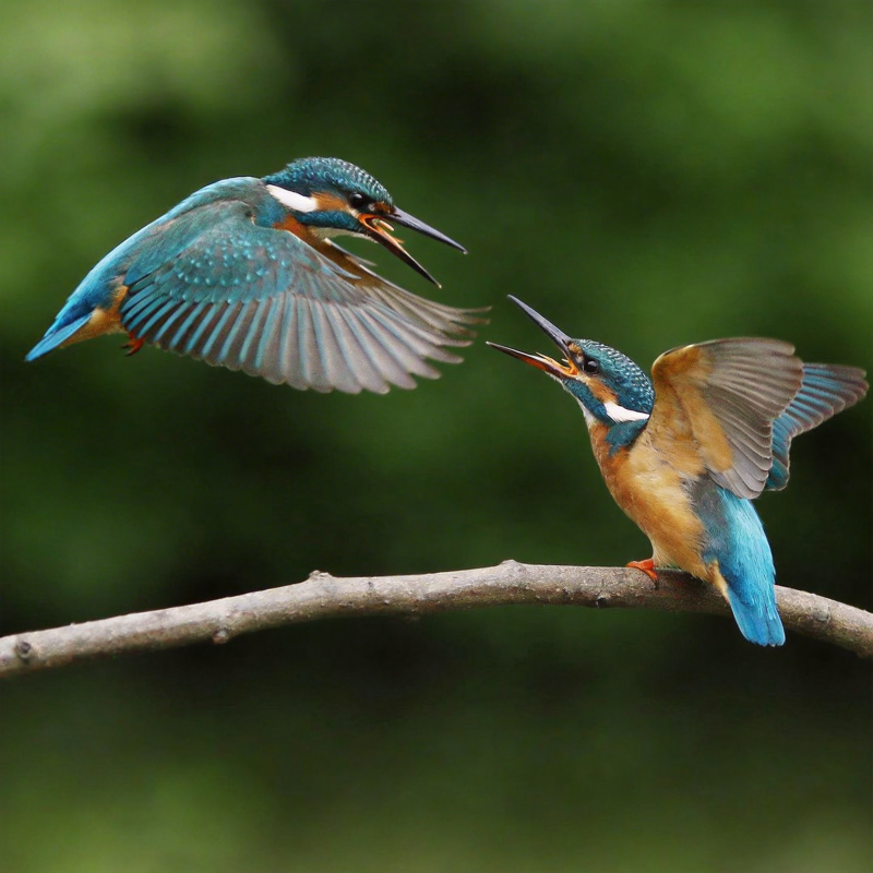 翠鸟争食瞬间图片