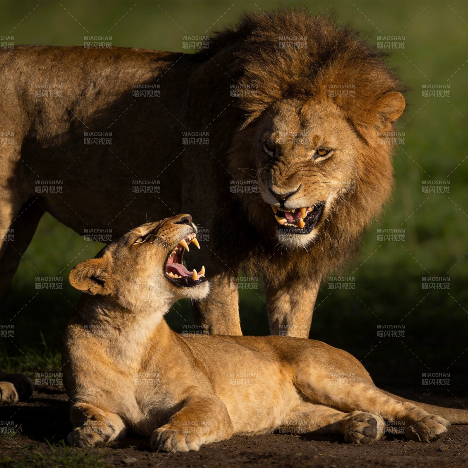 狮王与母狮对峙图片