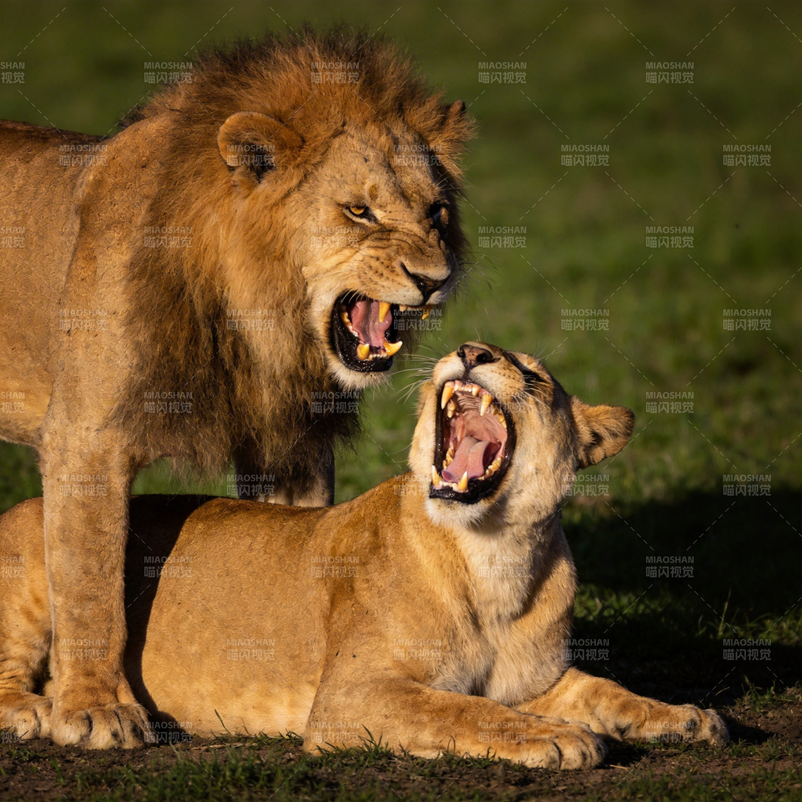 狮王与母狮对吼图片
