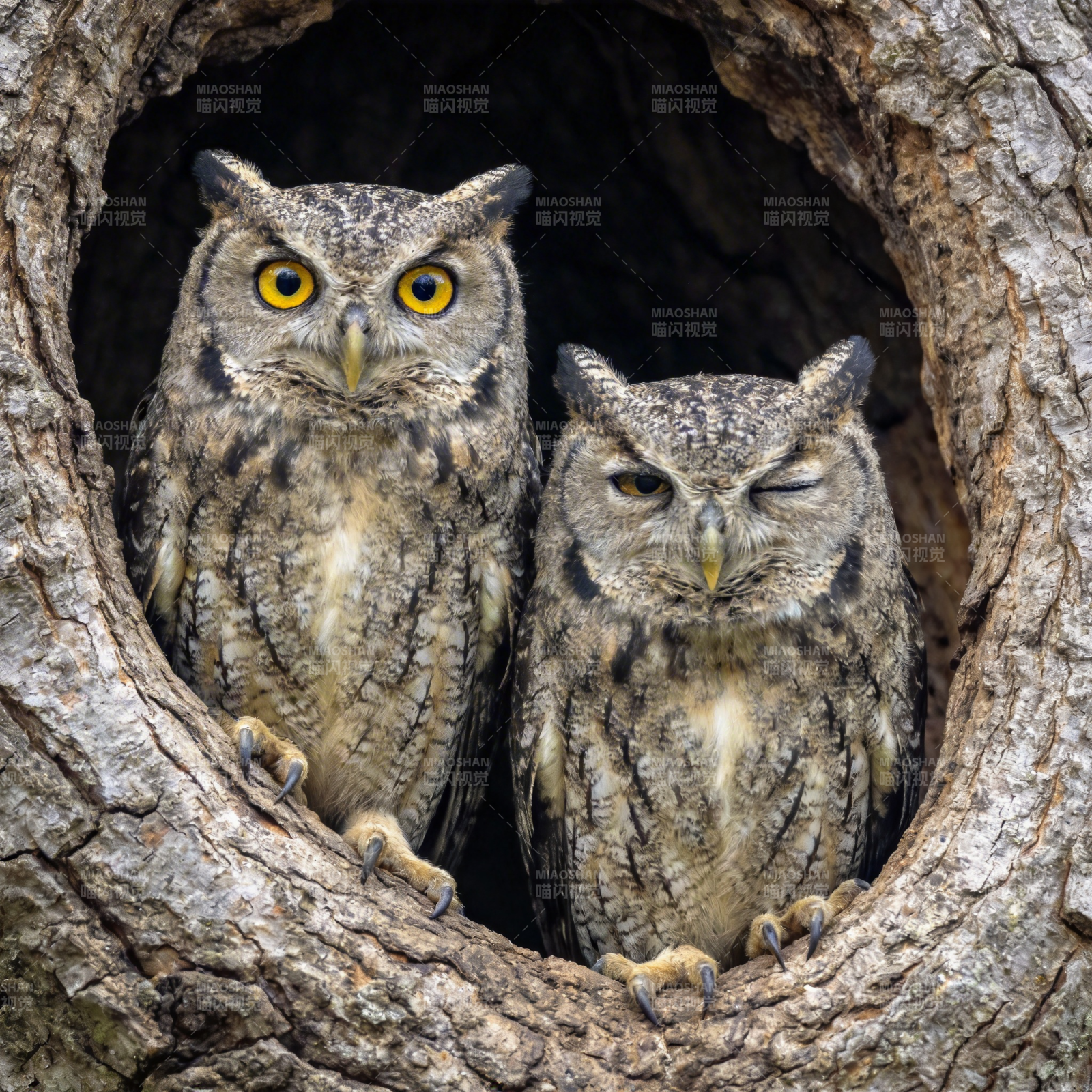 树洞双鸮静栖图片