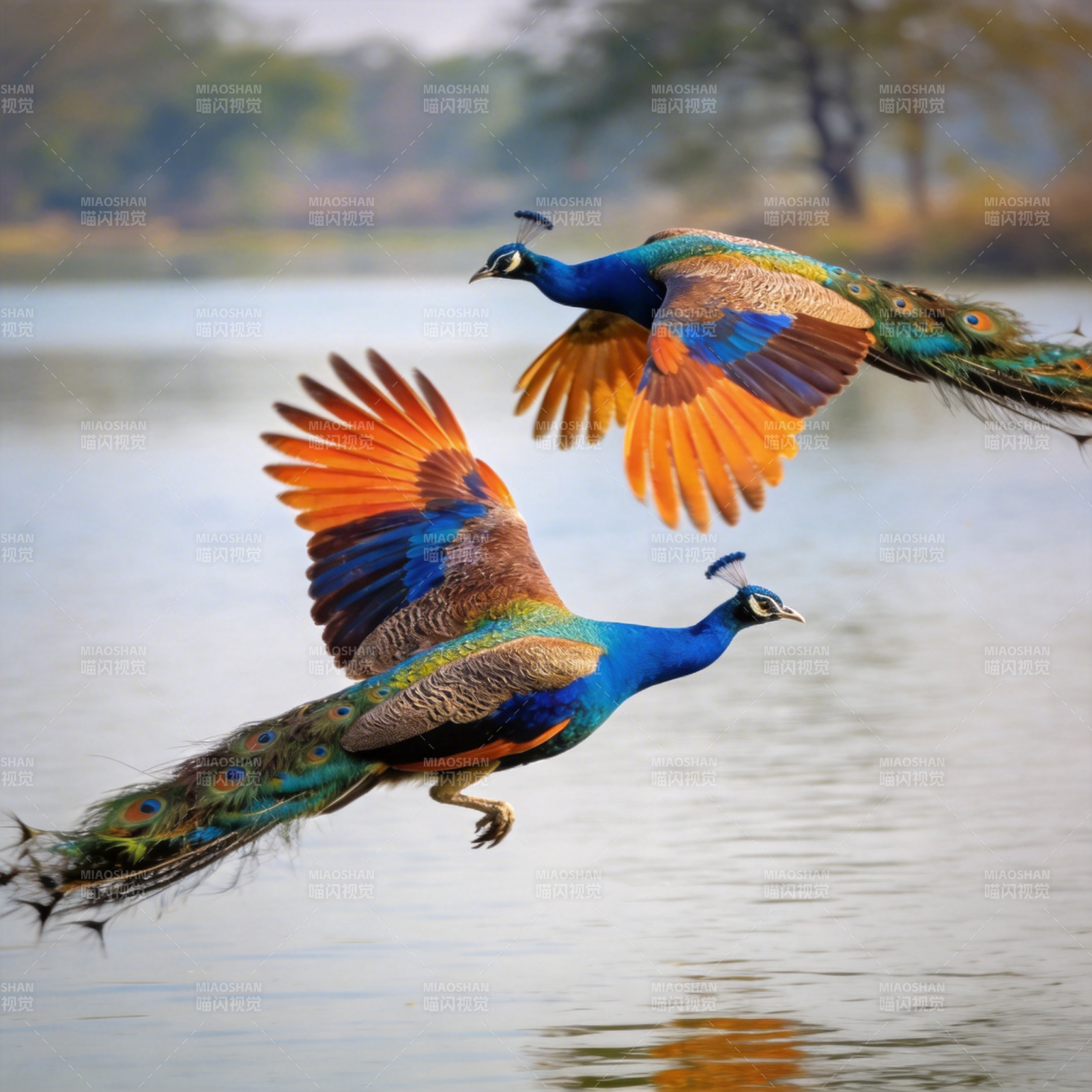孔雀飞翔湖上图片