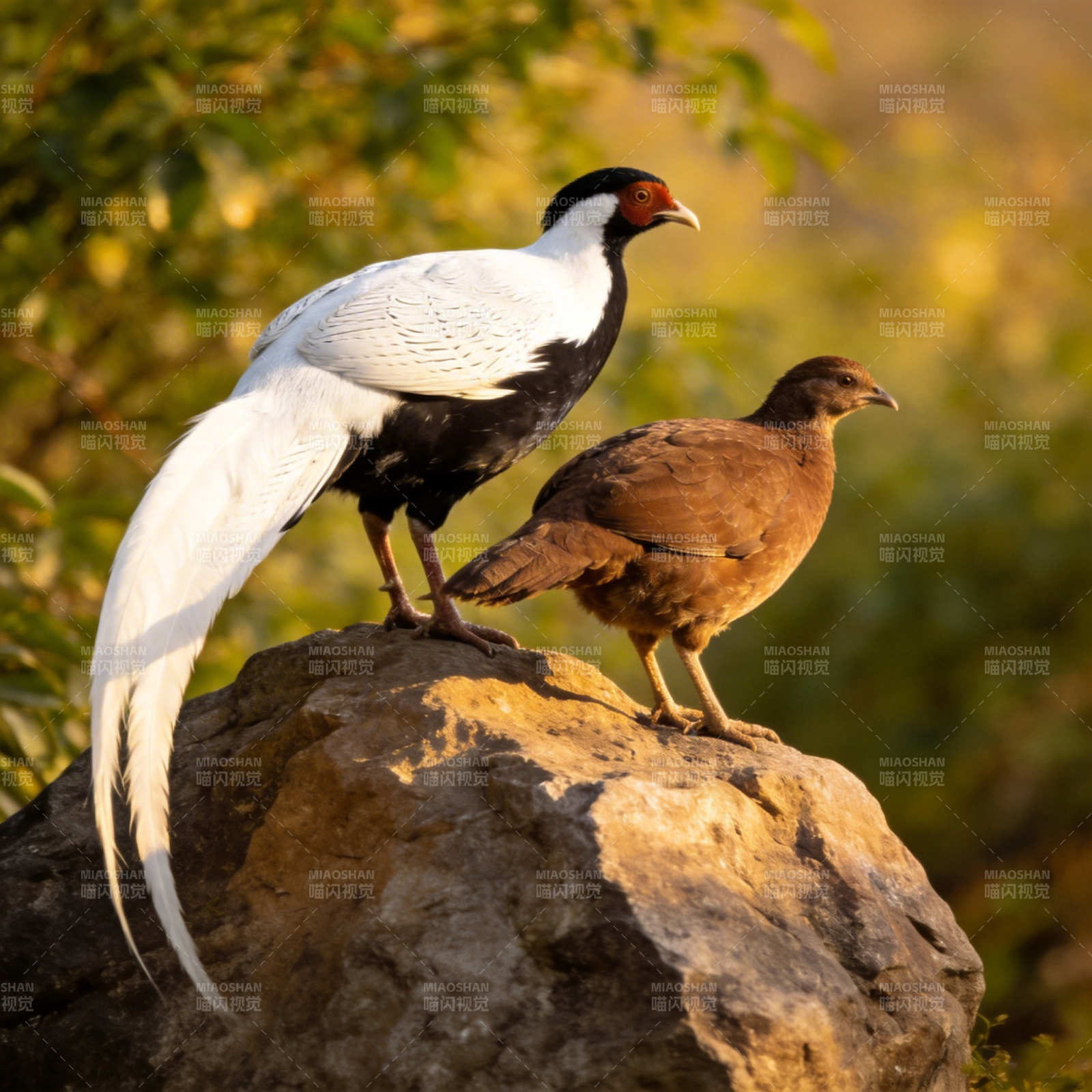 白鹇与雌鸟栖岩上图片