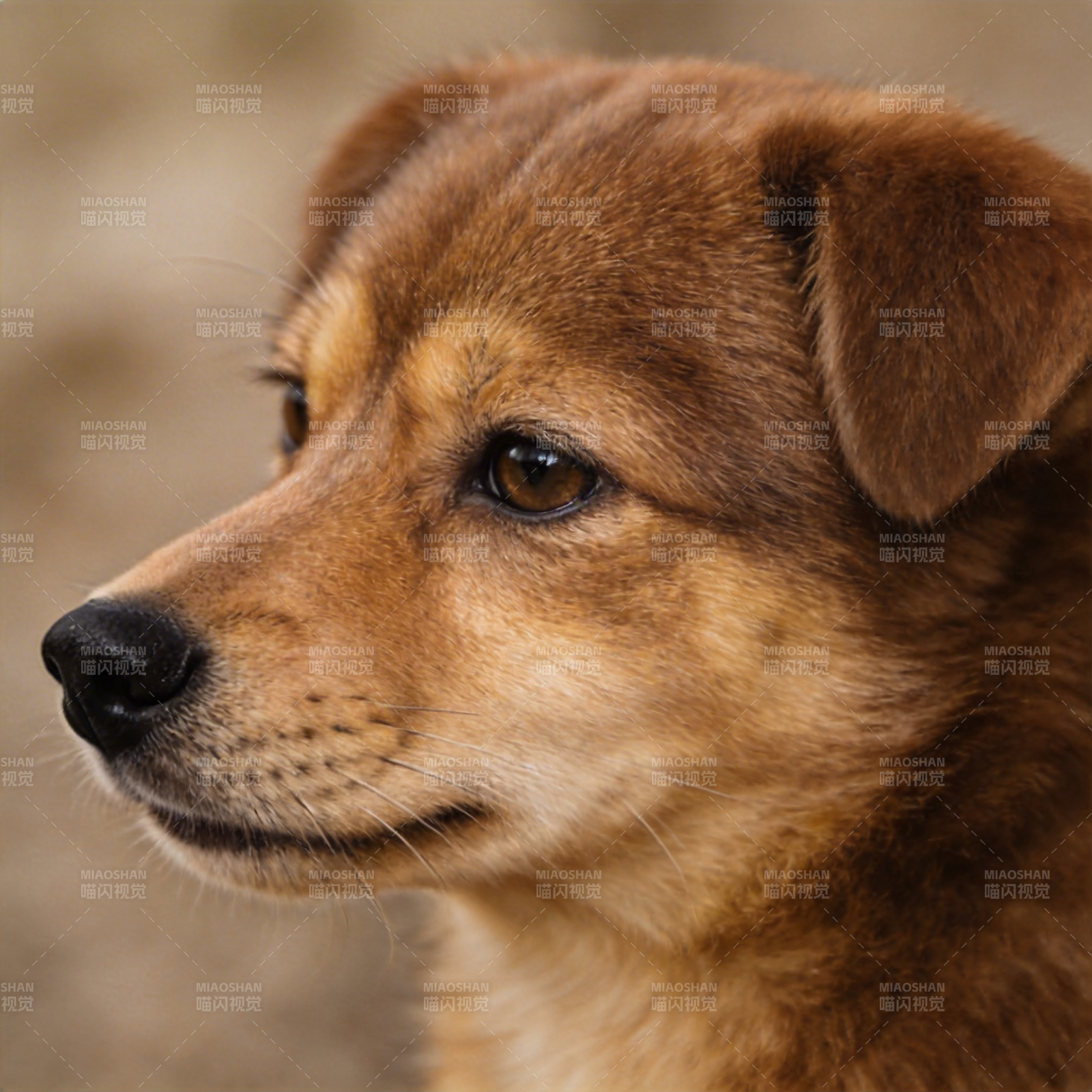 棕犬侧脸特写图片
