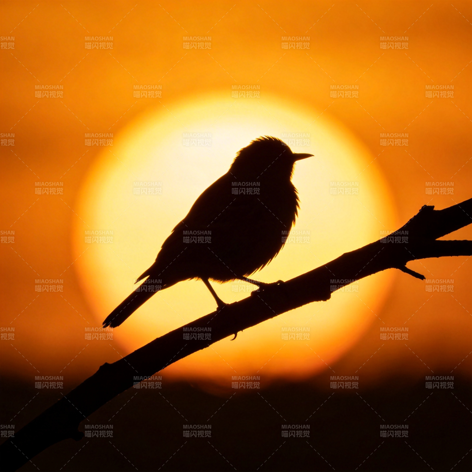 暮色鸟影图片
