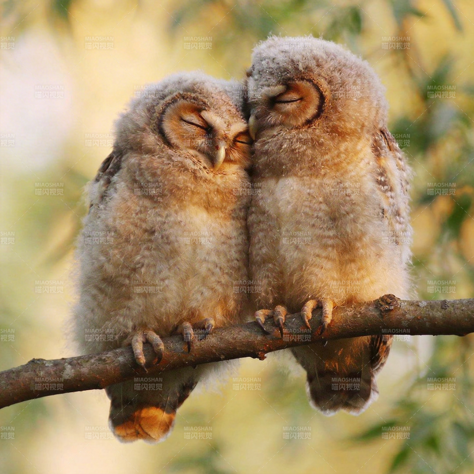 双鸮依偎枝头图片